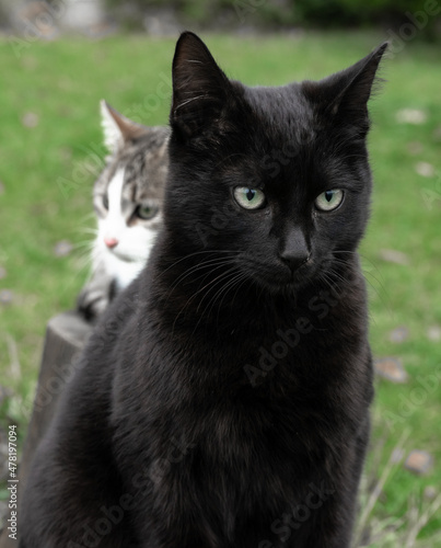 black cat sits and looks attentively in the background white cat looks synchronously