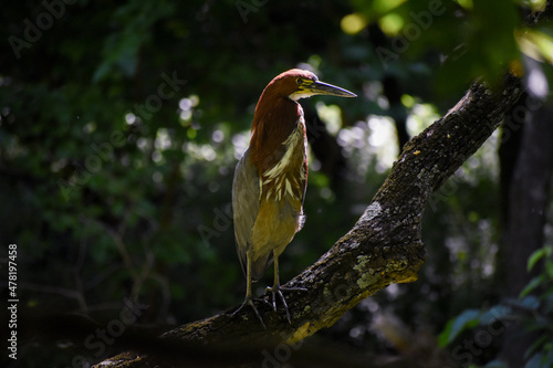 Rufescent tiger heron (Tigrisoma lineatum) at a public park in Buenos Aires