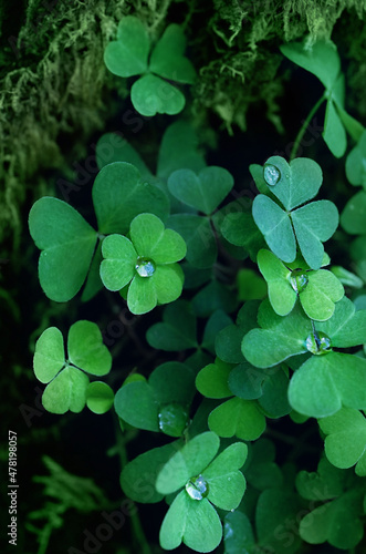 abstract green natural background with Clover leaves and water drops close up. Beautiful image of summer nature. ecology, earth day. Green three-leaves, shamrocks, symbol of St.Patrick`s day holiday