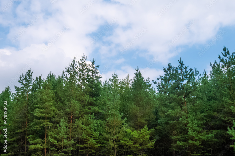 Dense group of coniferous trees with cloudy sky