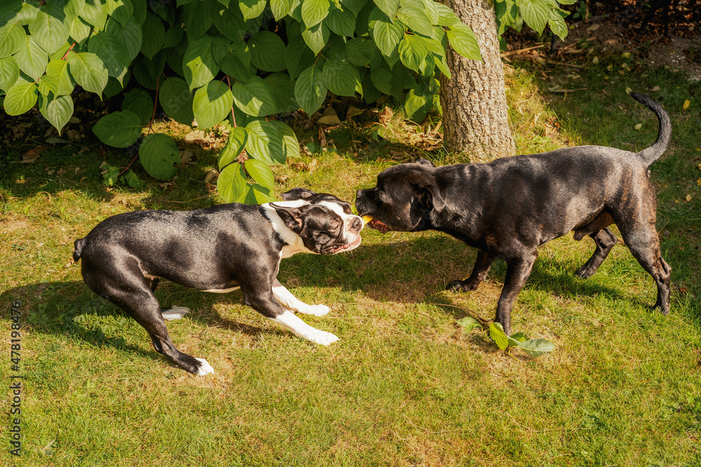 Boston online staffordshire terrier