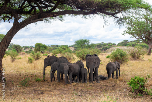 Large family of African elephants walking on the savannah in Tanzania