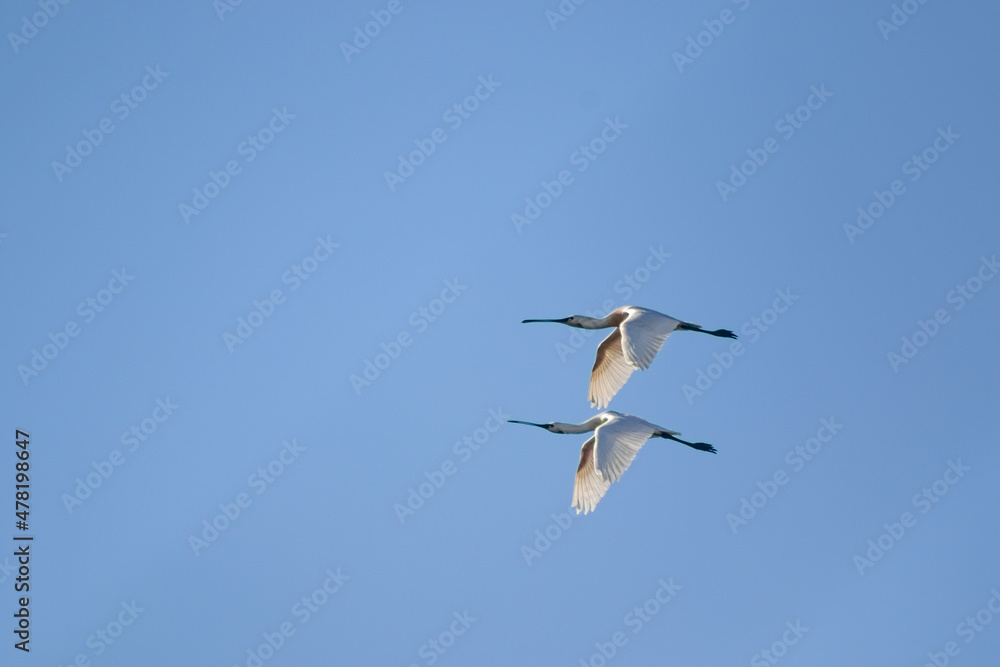 Eurasian spoonbills (Platalea leucorodia) flying above a lake