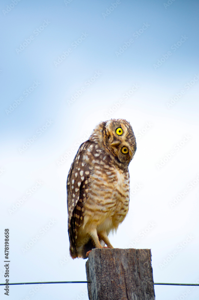 Curious burrowing owl (Athene Cunicularia) looking at camera. Blue and white sky background Curious burrowing owl (Athene Cunicularia) looking at camera. Blue and white sky background