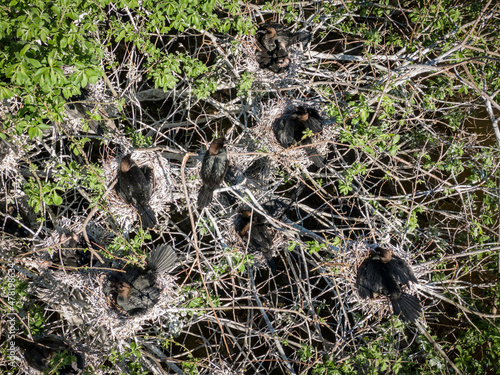 Pygmy cormorant (Microcarbo pygmaeus) nesting colony photo