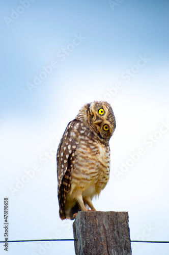 Photography Curious burrowing owl (Athene Cunicularia) looking at camera