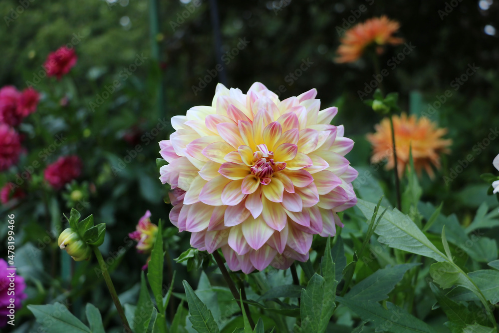 Fototapeta premium An old Dutch variety, the Jerry Ferret Dahlia.