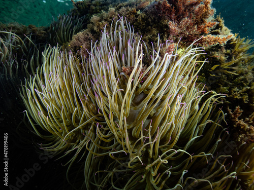 Ortiga de mar, anemonia sulcata, en el mar mediterraneo.
