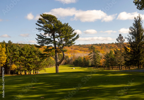 Large tree in front of autumn landscape