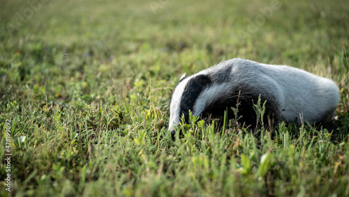 Young European badger (Meles meles) on a field