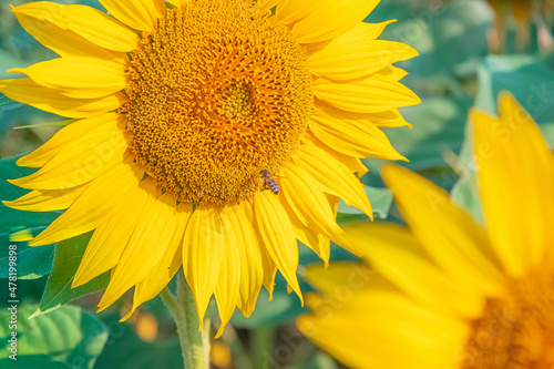 Gros plan d une fleur de tournesol.