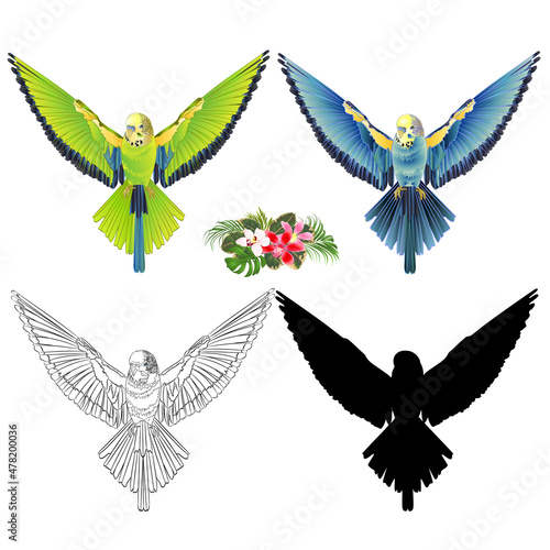Green and blue bird  flying budgerigar pet parakeet  or budgie or shell parakeet home pet natural outline and silhouette and orchids cymbidium palm,philodendron and ficus vintage vector illustration 