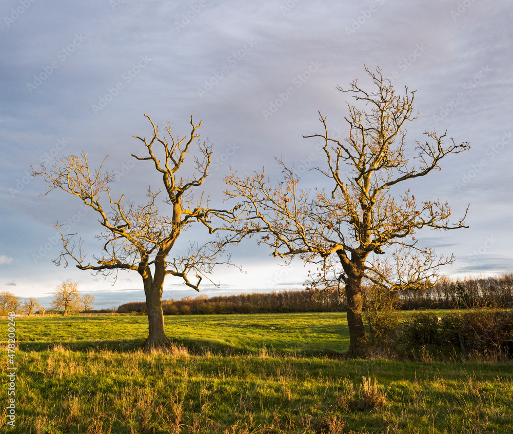 Barren trees in winter sunlight Barren trees in winter sunlight