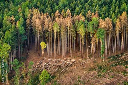 Photos Spruce forest affected by bark beetles