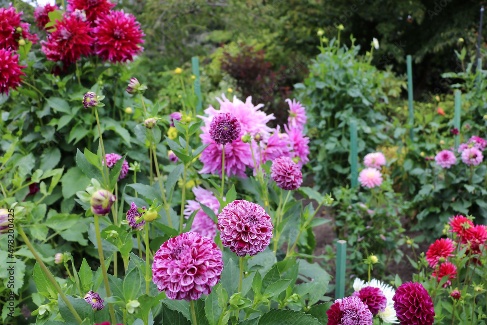 Bushes of pink and red dahlias in the Butchart garden Bushes of pink and red dahlias in the Butchart garden