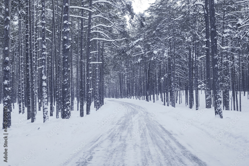 Winter landscape with a snow-covered road in the forest