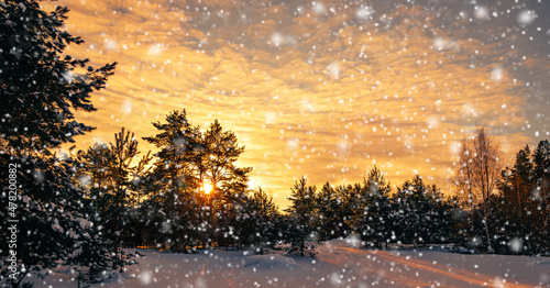 Winter landscape with snow-covered forest at sunset © Sergey