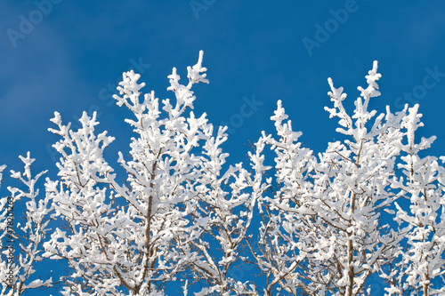 Background with Vertical snow-covered tree branches against blue sky