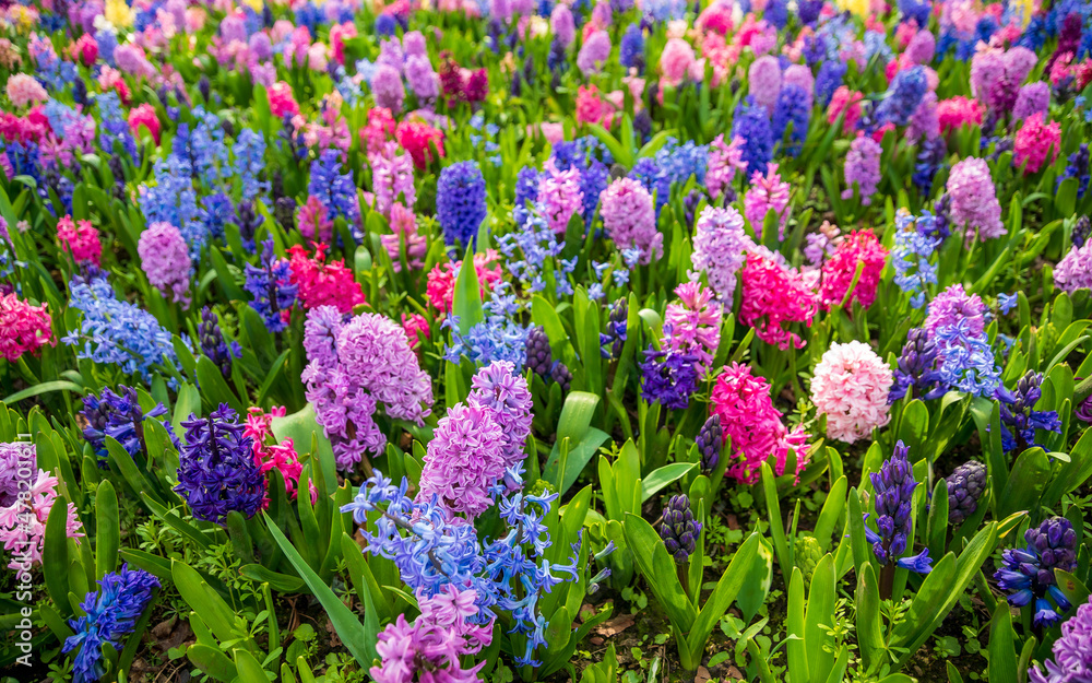 Variety of hyacinth flowers with different colors Variety of hyacinth flowers with different colors