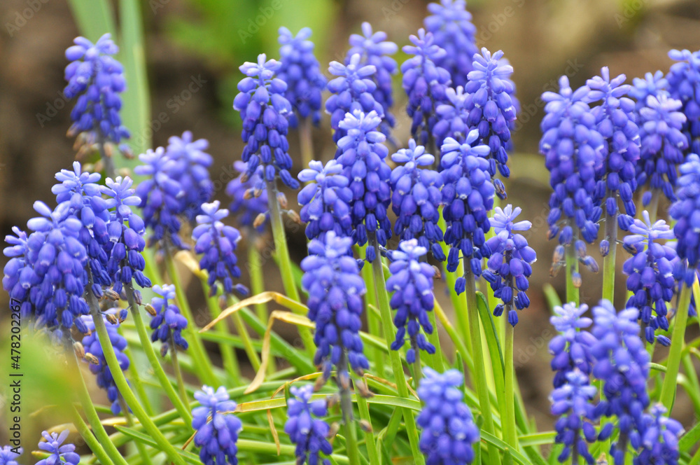 Muscari blooms in the flowerbed Muscari blooms in the flowerbed