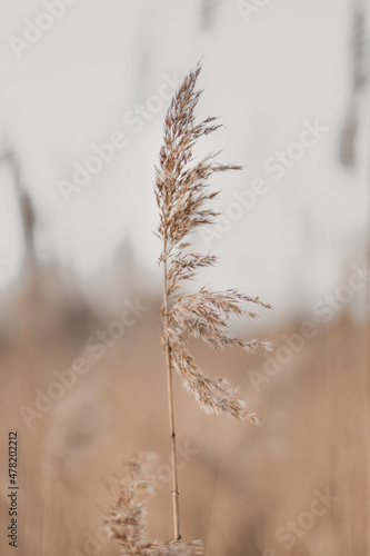 Beautiful natural landscape with dry flowers of the pampas grass moving in the wind.