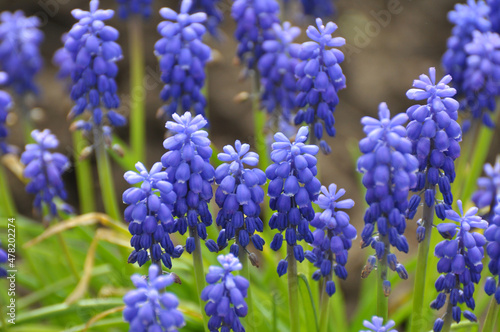 Muscari blooms in the flowerbed