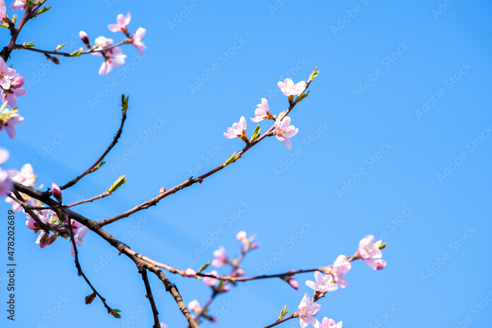 Fruit tree twigs with blooming white and pink petal flowers in spring garden. Fruit tree twigs with blooming white and pink petal flowers in spring garden.