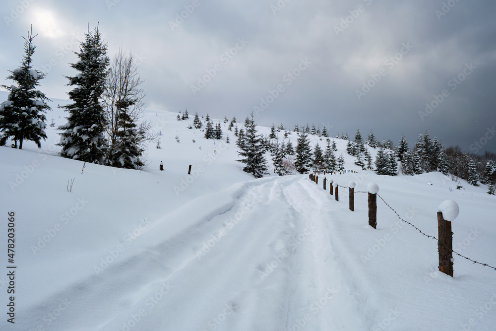 Moody landscape with footpath tracks and pine trees covered with fresh fallen snow in winter mountain forest on cold gloomy evening Moody landscape with footpath tracks and pine trees covered with fresh fallen snow in winter mountain forest on cold gloomy evening