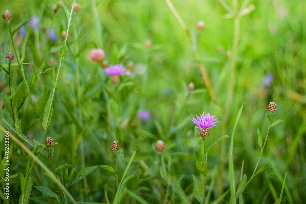 Purple cornflower on a summer field