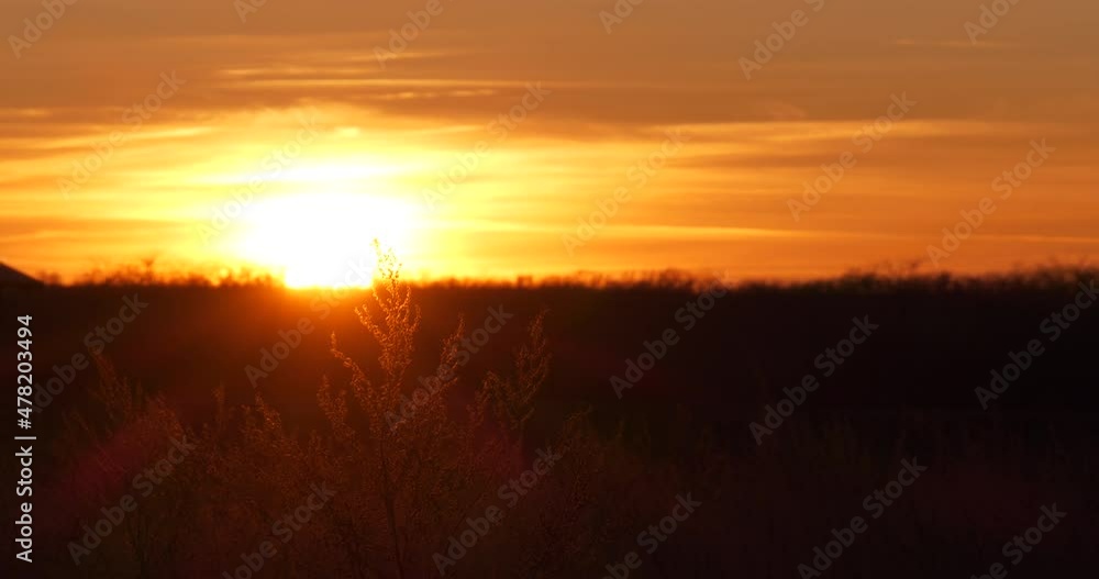 Sunset Video of Large Orange Sun Slowly Disappears Behind High Grass Branch. Dramatic Sunset with Orange Clouds. Beautiful Sky with Multicolored Cloudscape while Dusk Sunset Video of Large Orange Sun Slowly Disappears Behind High Grass Branch. Dramatic Sunset with Orange Clouds. Beautiful Sky with Multicolored Cloudscape while Dusk