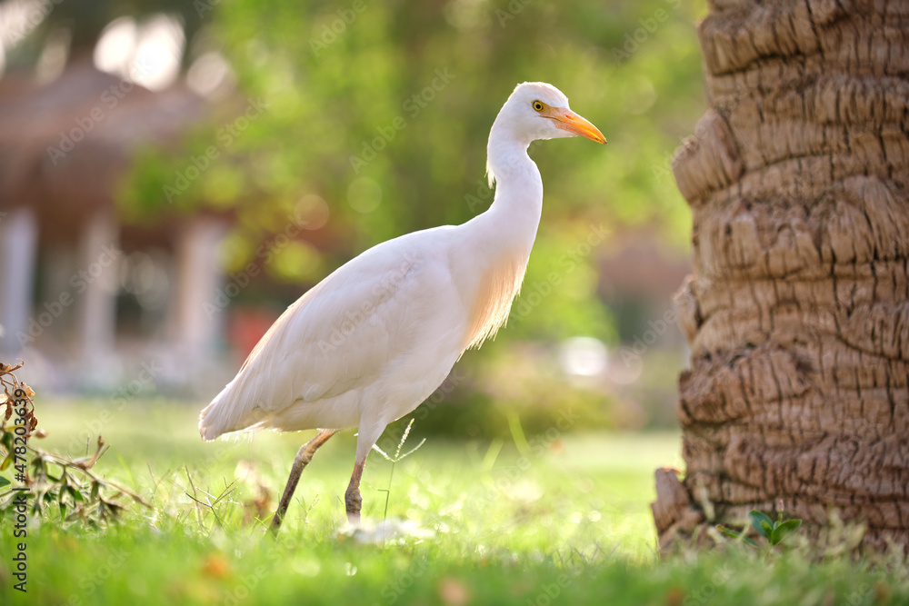 White cattle egret wild bird, also known as Bubulcus ibis walking on green lawn in summer White cattle egret wild bird, also known as Bubulcus ibis walking on green lawn in summer