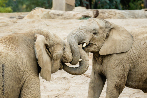 Two Elephants Playing at the Zoo