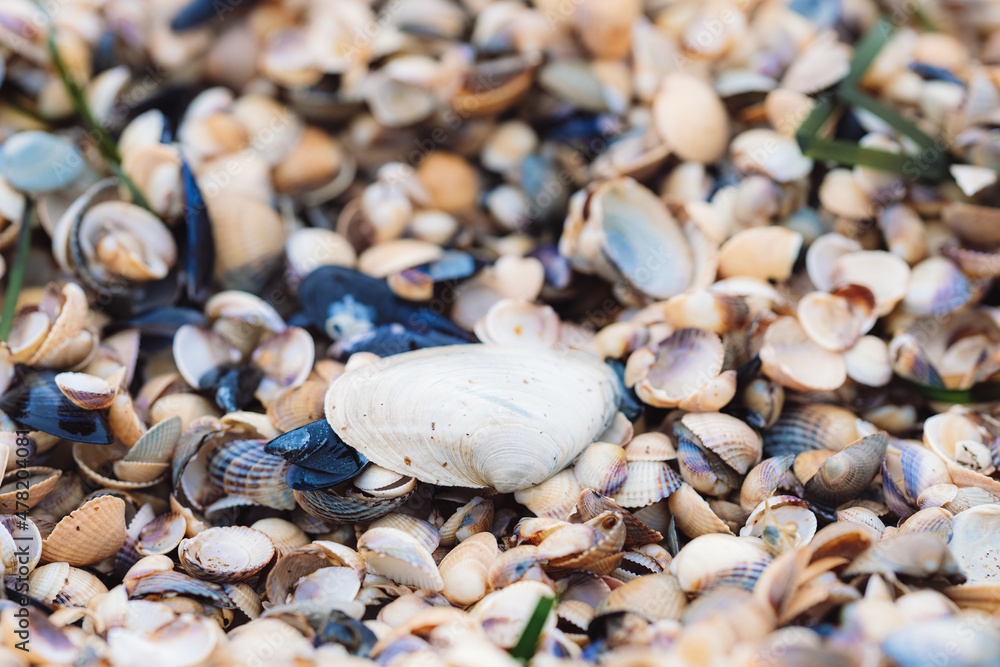 Beautiful seashells washed up on the beach in Angelholm, Sweden. Shallow dept of field. Selective focus. Beautiful seashells washed up on the beach in Angelholm, Sweden. Shallow dept of field. Selective focus.