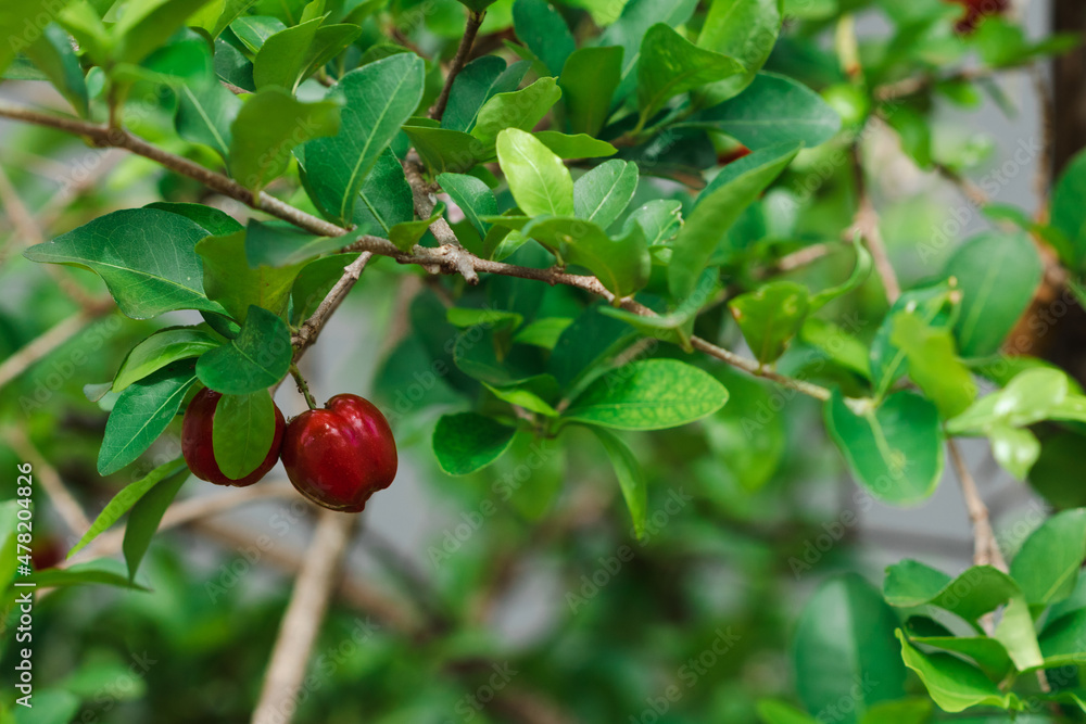 Fresh organic Acerola cherry. Thai or Acerola cherries fruit on the tree with sunset. Fresh organic Acerola cherry. Thai or Acerola cherries fruit on the tree with sunset.