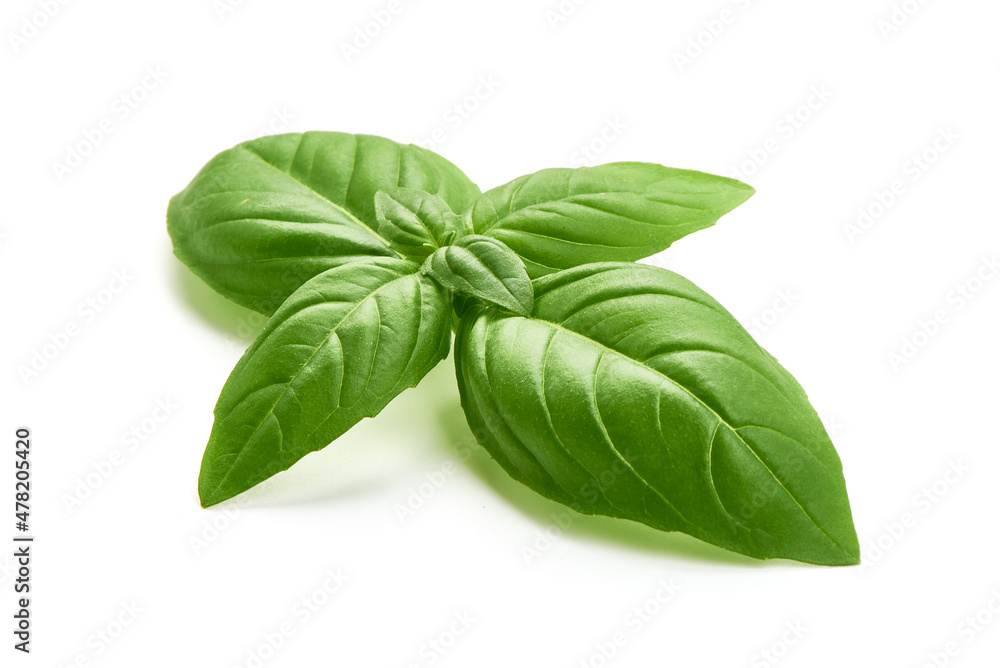 Fresh green basil leaves, isolated on white background. Fresh green basil leaves, isolated on white background.