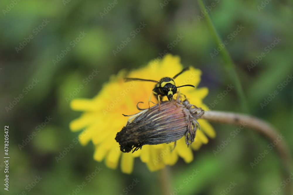 Naklejka premium owl on a dandelion