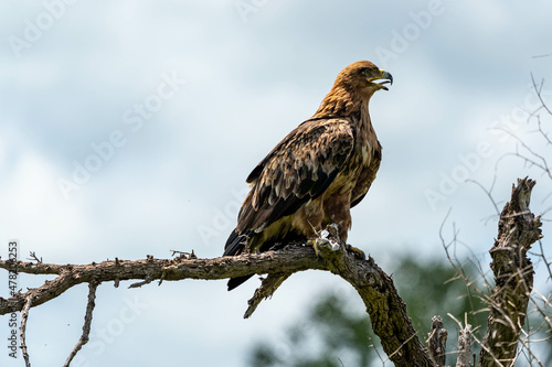  Majest  tischer Flug  Afrikanischer Gekr  nter Adler im Kruger Park 