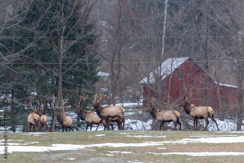 herd of elk