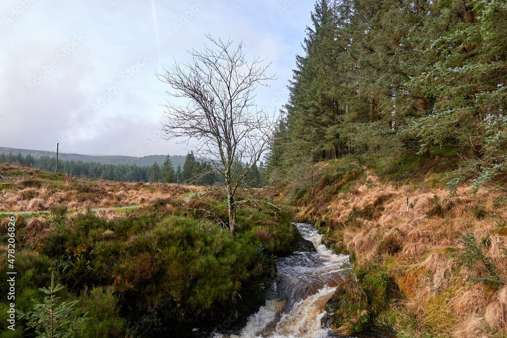 Fototapeta premium A beautiful pine forest with a quick river. United Kingdom, Wales in late winter.