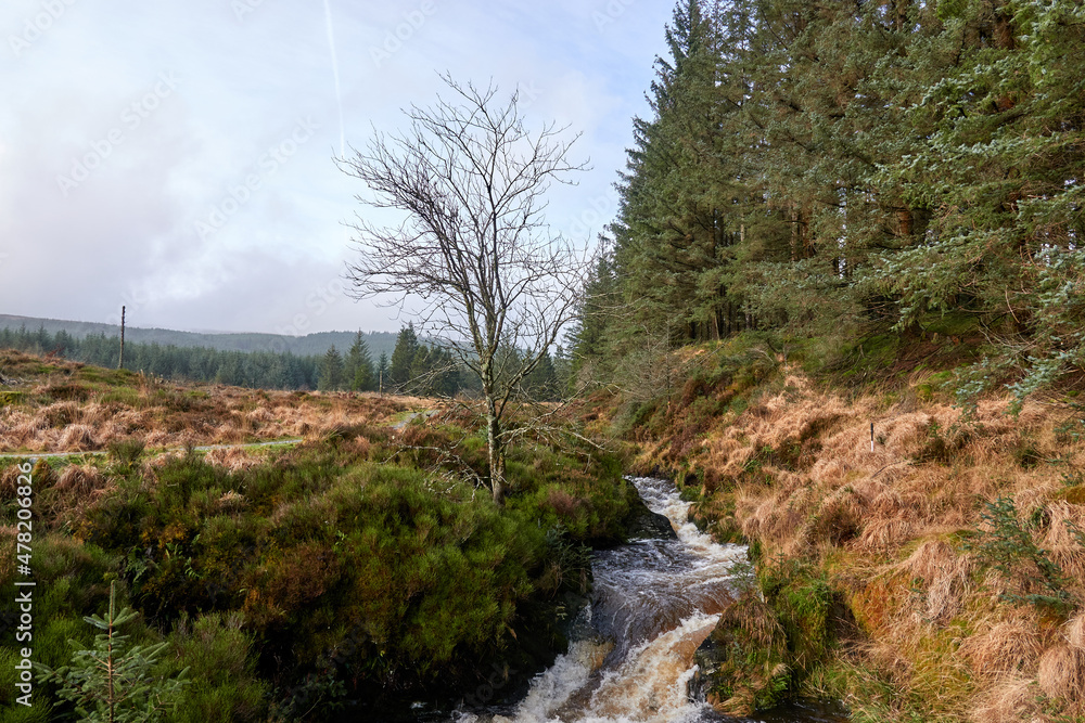 A beautiful pine forest with a quick river. United Kingdom, Wales in late winter.