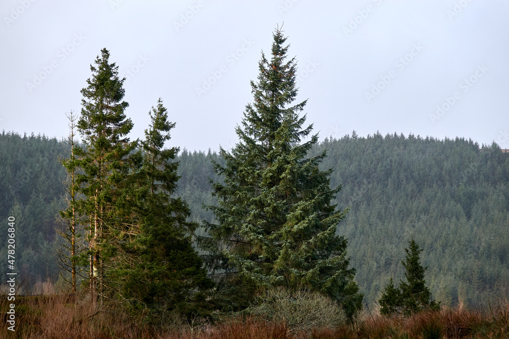 A beautiful pine forest. United Kingdom, Wales in late winter.
