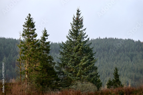 A beautiful pine forest. United Kingdom  Wales in late winter.