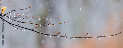 Raindrops on a bare branch in the spring during the melting snow