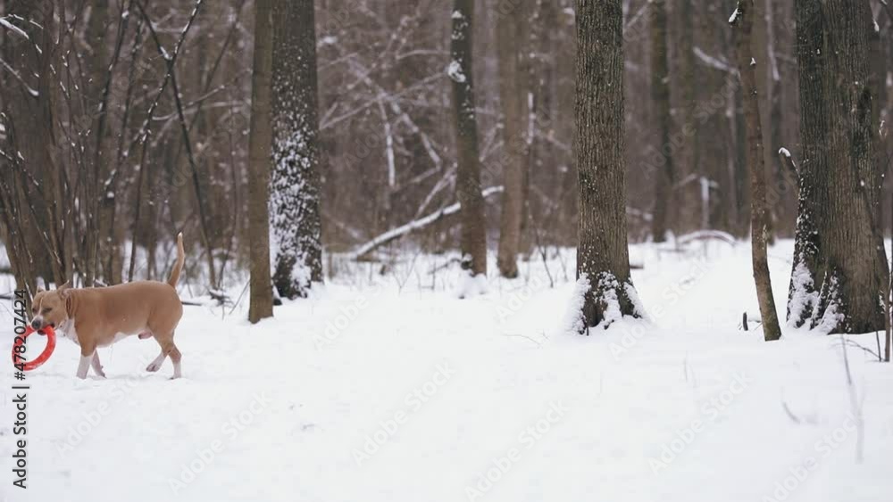 American Staffordshire Terrier in action. Dog jogging and playing in the winter woods with an orange round toy American Staffordshire Terrier in action. Dog jogging and playing in the winter woods with an orange round toy