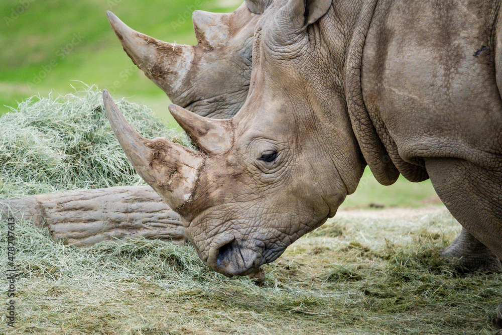Southern White Rhinoceros at the Safari Zoo Southern White Rhinoceros at the Safari Zoo