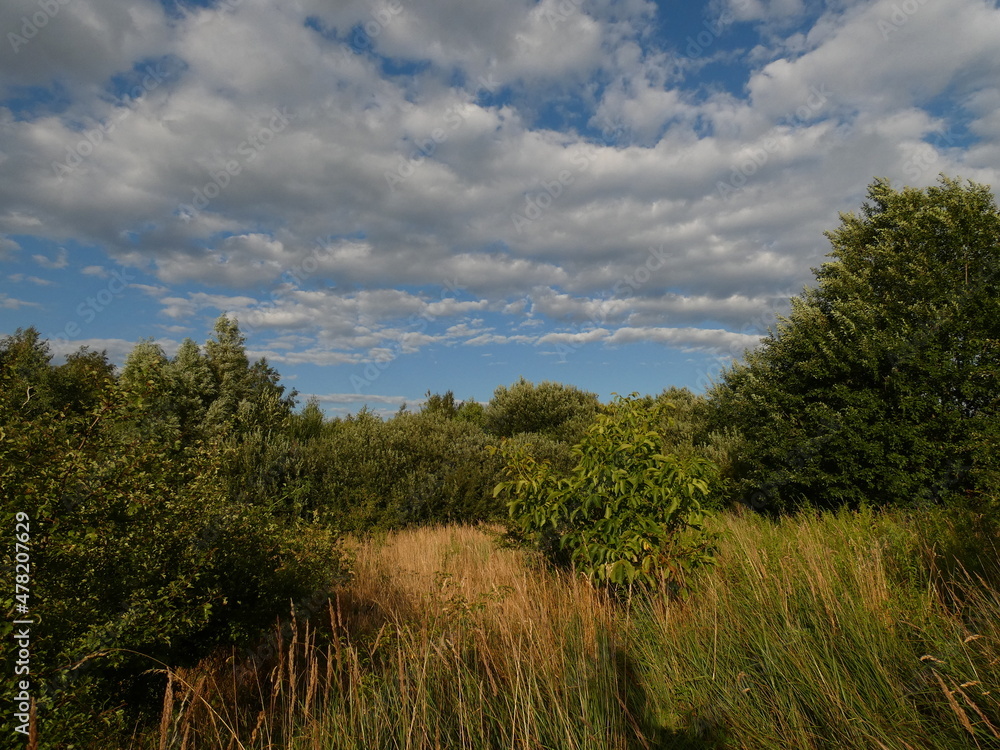 Summer landscape with walnut tree, high grass, trees and shrubs under cloudy sky, Łostowice, Gdansk, Poland