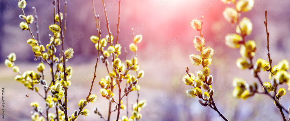 Willow branch with catkins near the forest at sunset. Easter background Willow branch with catkins near the forest at sunset. Easter background