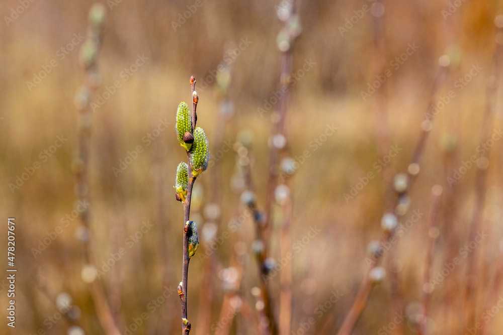 Naklejka premium Willow branch with fluffy catkins in the forest on a blurred background