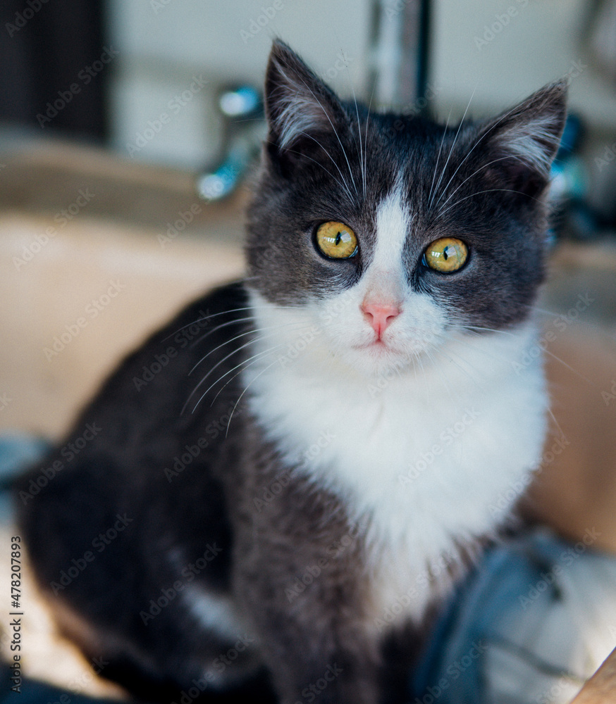 Cute fluffy grey kitten. A pet. Veterinary medicine.Beautiful green eyes. Cute fluffy grey kitten. A pet. Veterinary medicine.Beautiful green eyes.