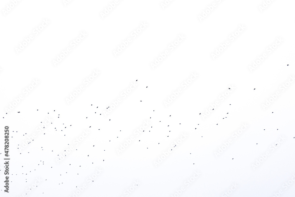 background flock of black birds in the sky isolated texture for artwork background flock of black birds in the sky isolated texture for artwork